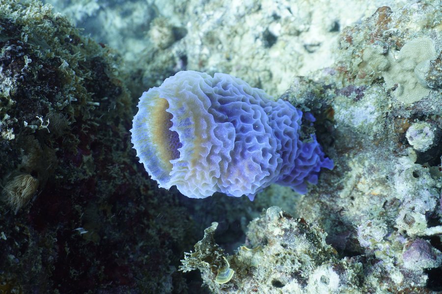 Azure vase sponge